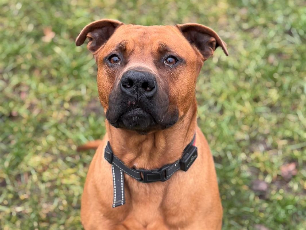Nao - Chien à adopter - photo 3