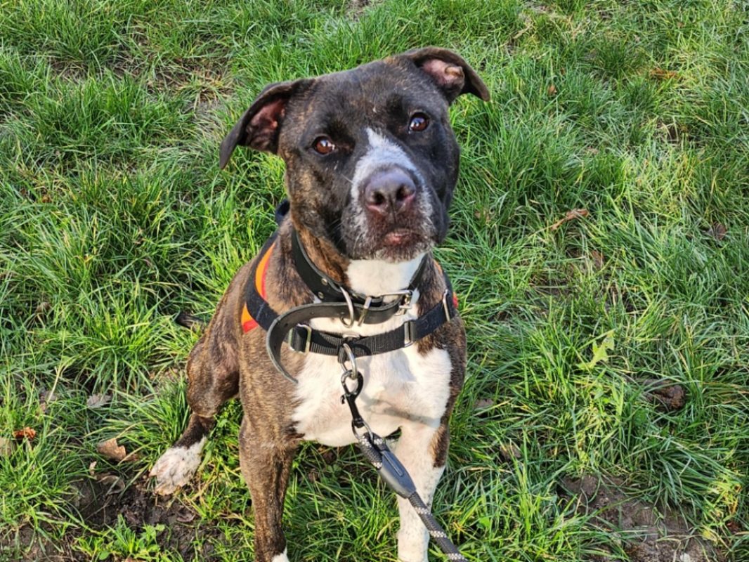 Batavia - Chien à adopter - photo 2