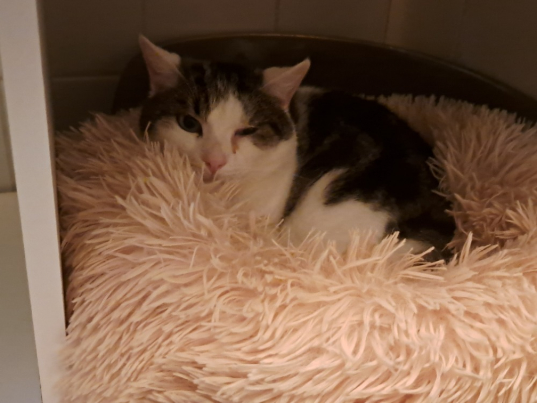 Photo #1 de Reglisse