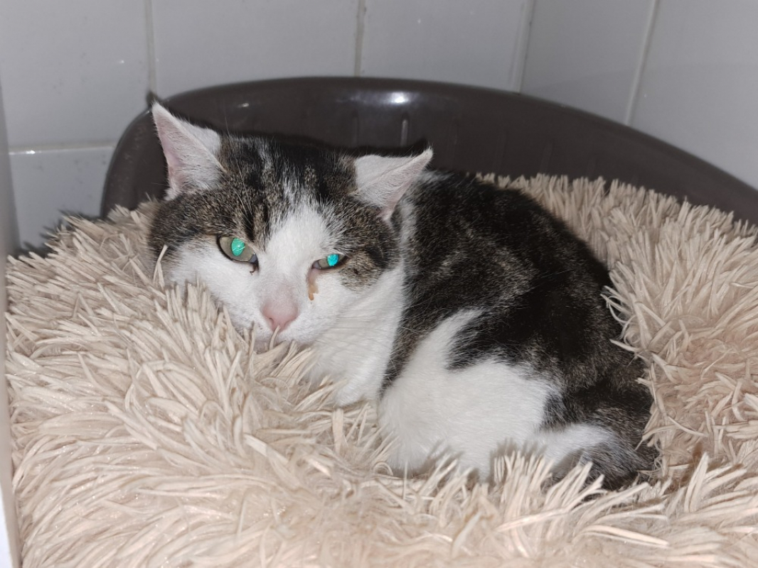 Photo #2 de Reglisse