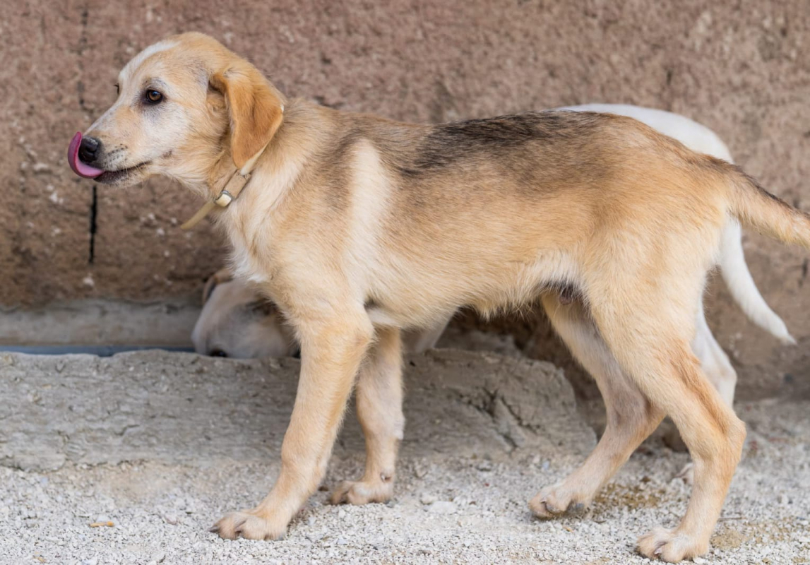 Photo #1 de P’tit Coeur 