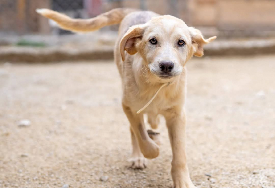 Photo #2 de P’tit Coeur 