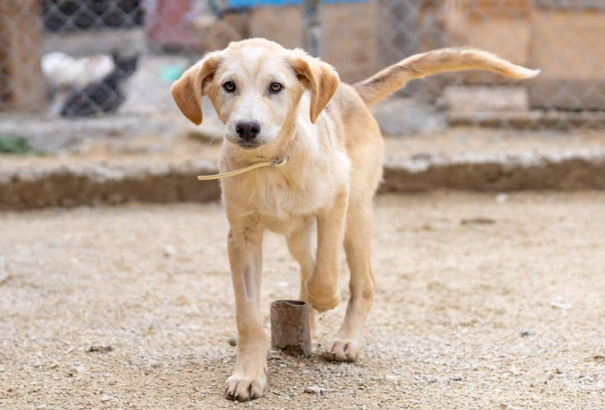 Photo #3 de P’tit Coeur 