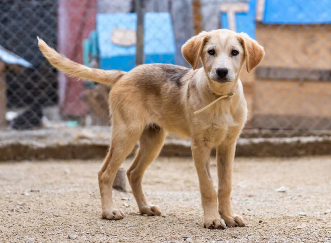 Photo #4 de P’tit Coeur 