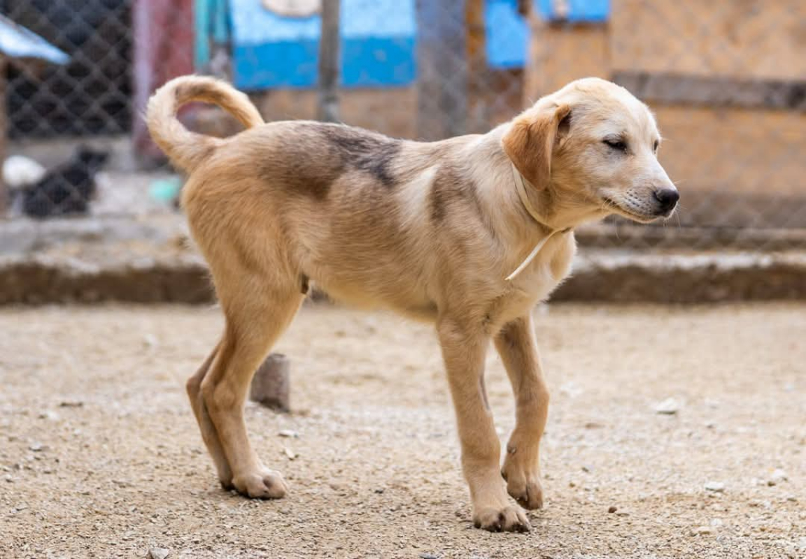 Photo #5 de P’tit Coeur 