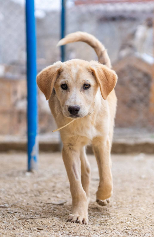 Photo #6 de P’tit Coeur 