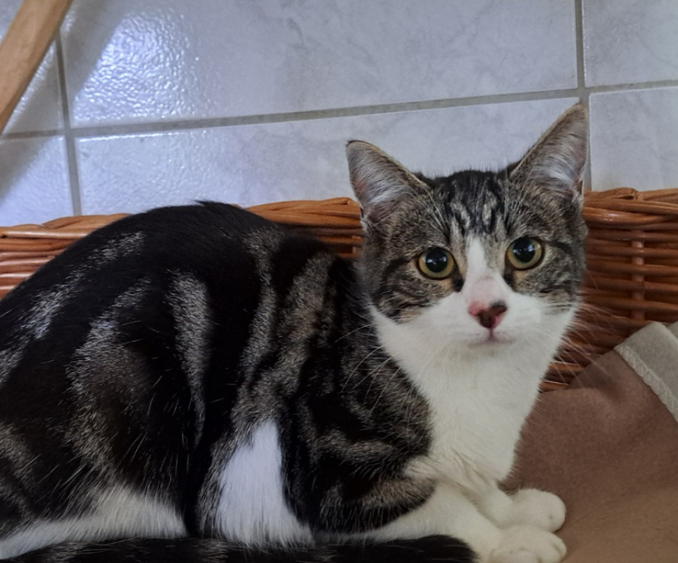 Photo de Chatpitaine croquette