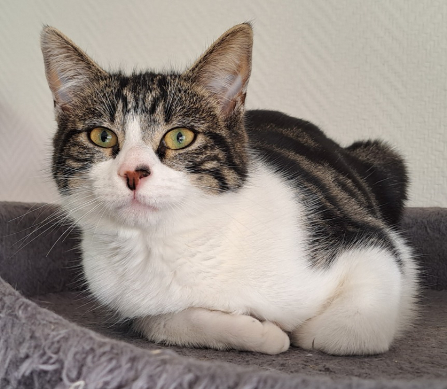 Photo de Chatpitaine croquette