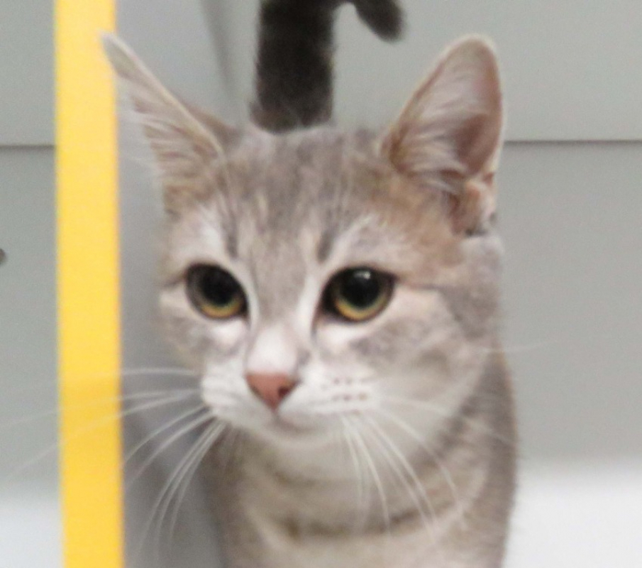 Photo #1 de Choupette