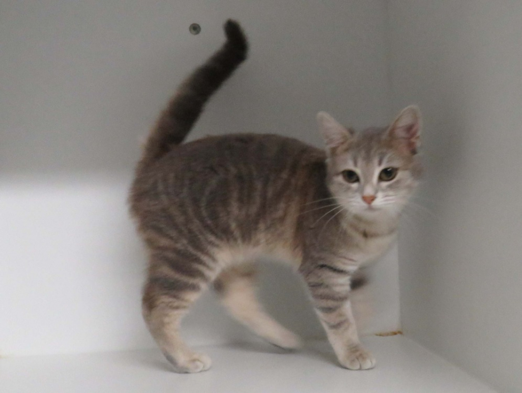 Photo #2 de Choupette