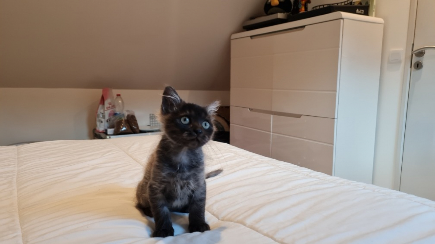 Photo #1 de Survivor