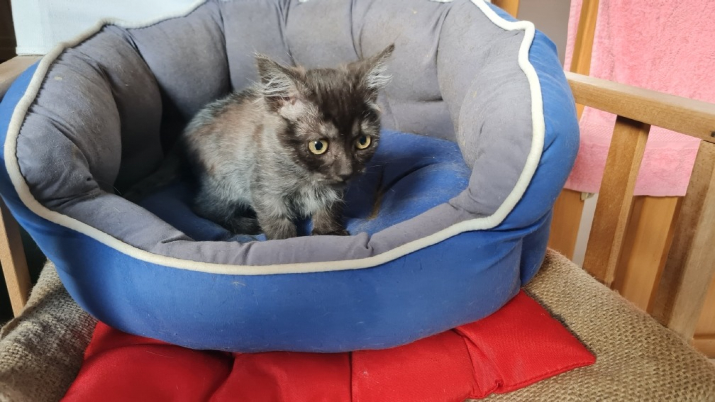 Photo #2 de Survivor