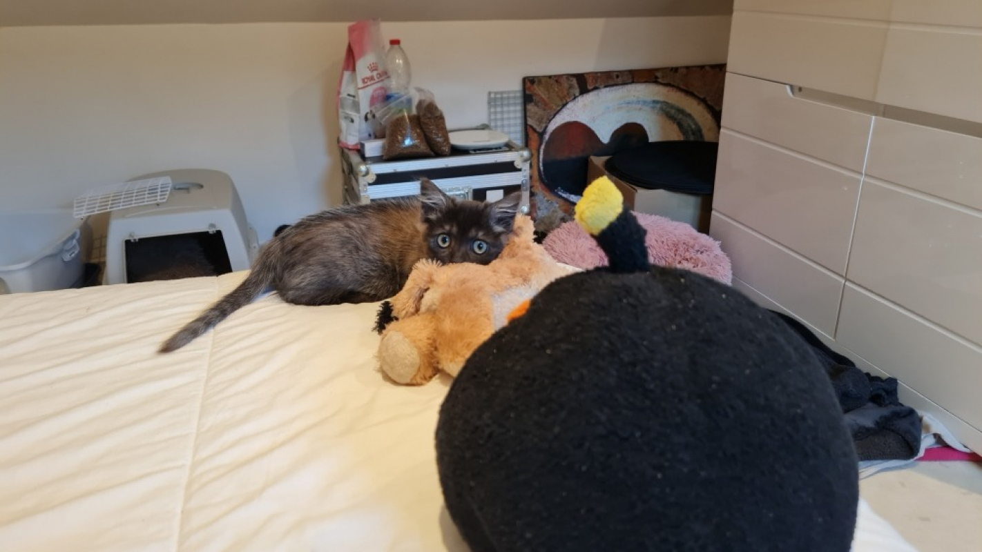 Photo #3 de Survivor