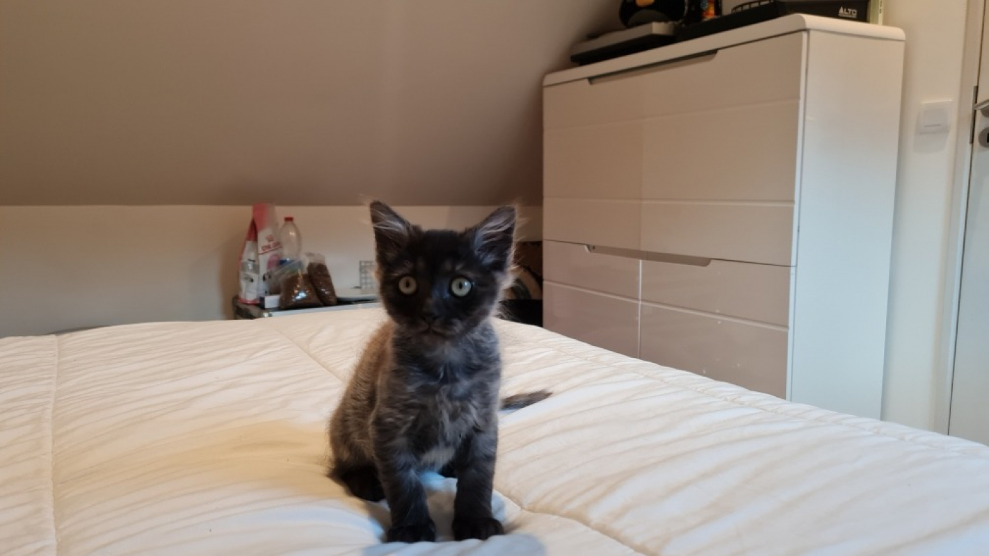 Photo #4 de Survivor