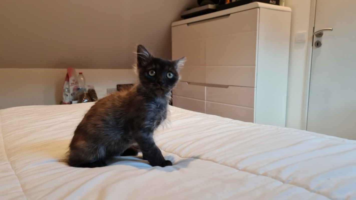 Photo #5 de Survivor