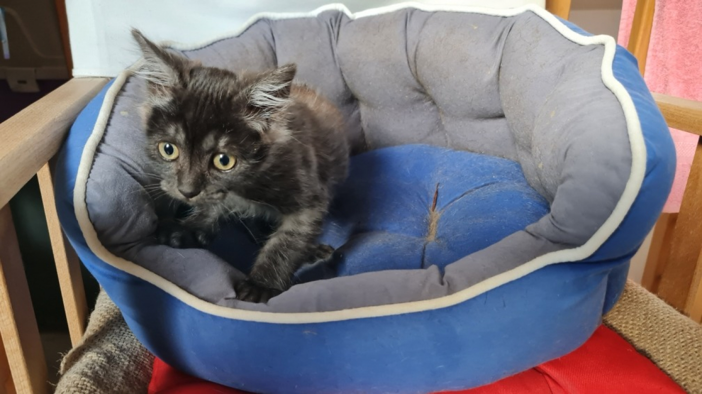 Photo #6 de Survivor