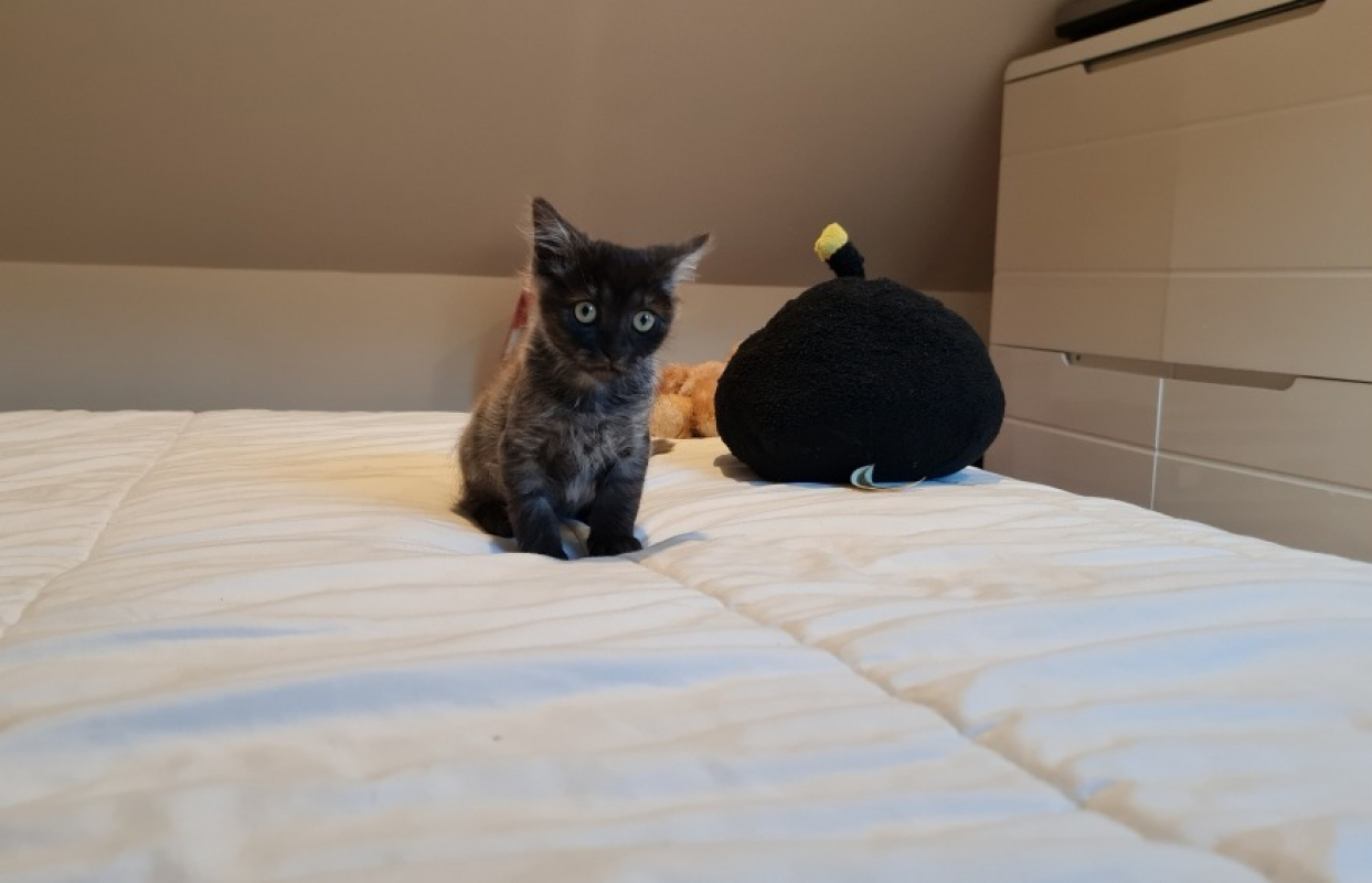 Photo #7 de Survivor