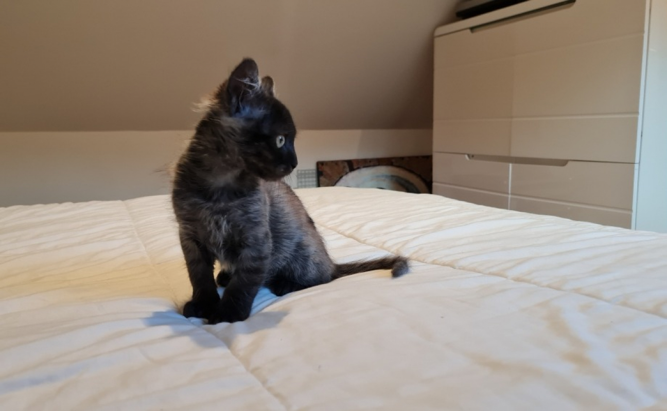 Photo #8 de Survivor