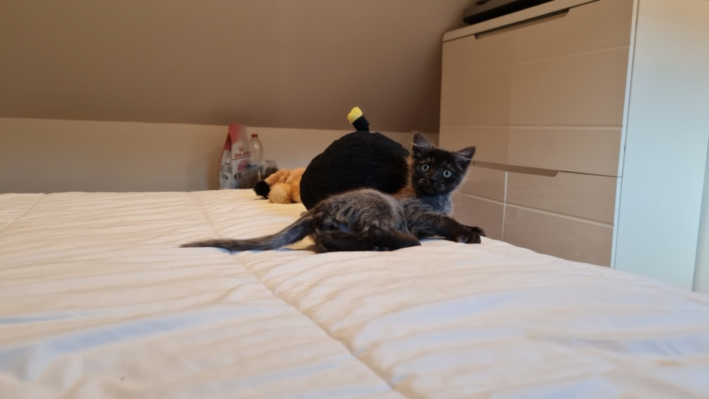 Photo #9 de Survivor