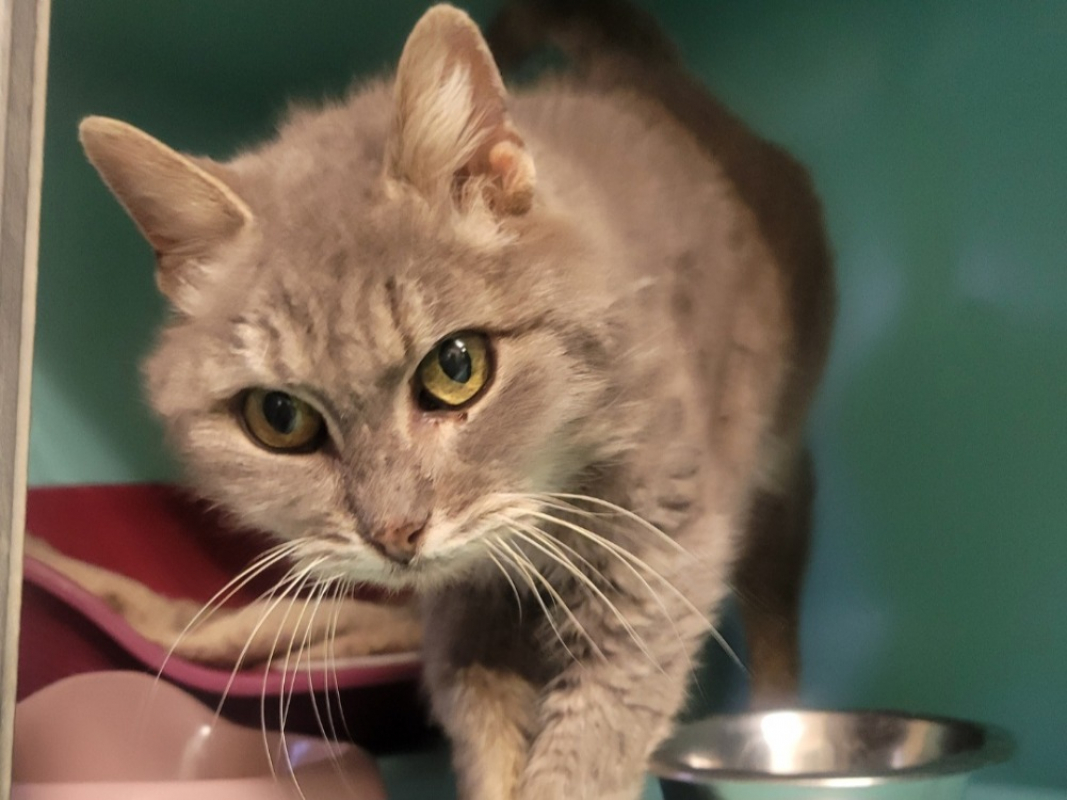 Photo #1 de Grisette