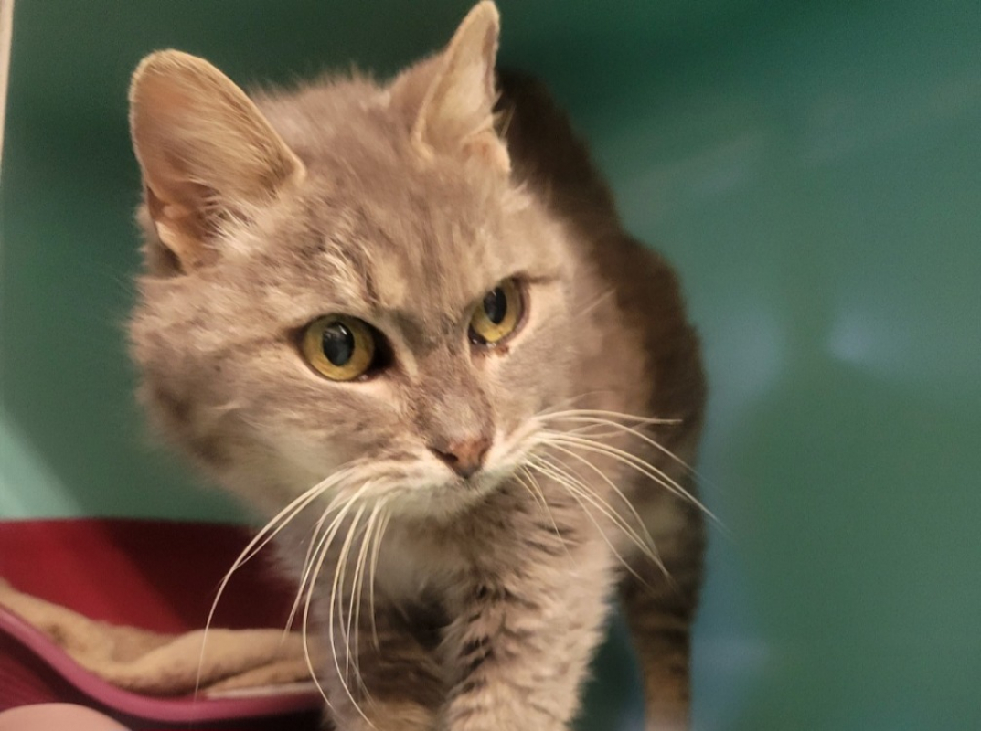 Photo #2 de Grisette