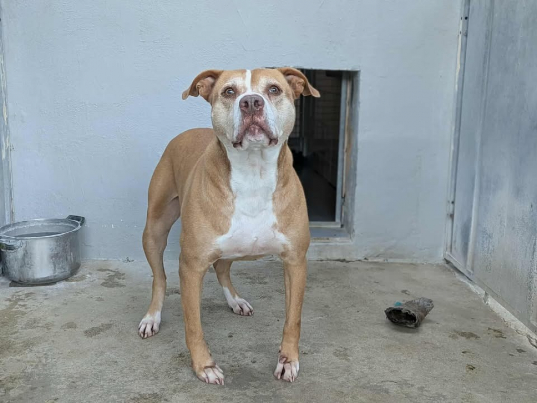 Photo #10 de Caramel