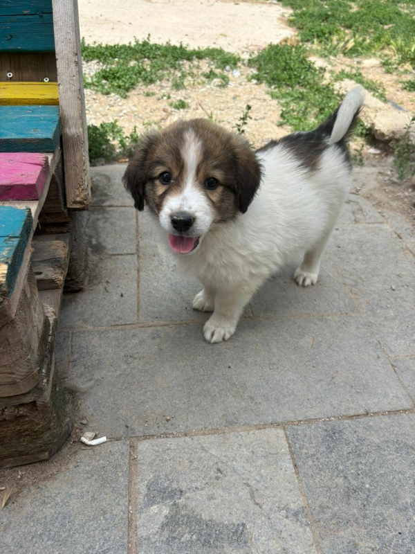Photo #1 de Maple