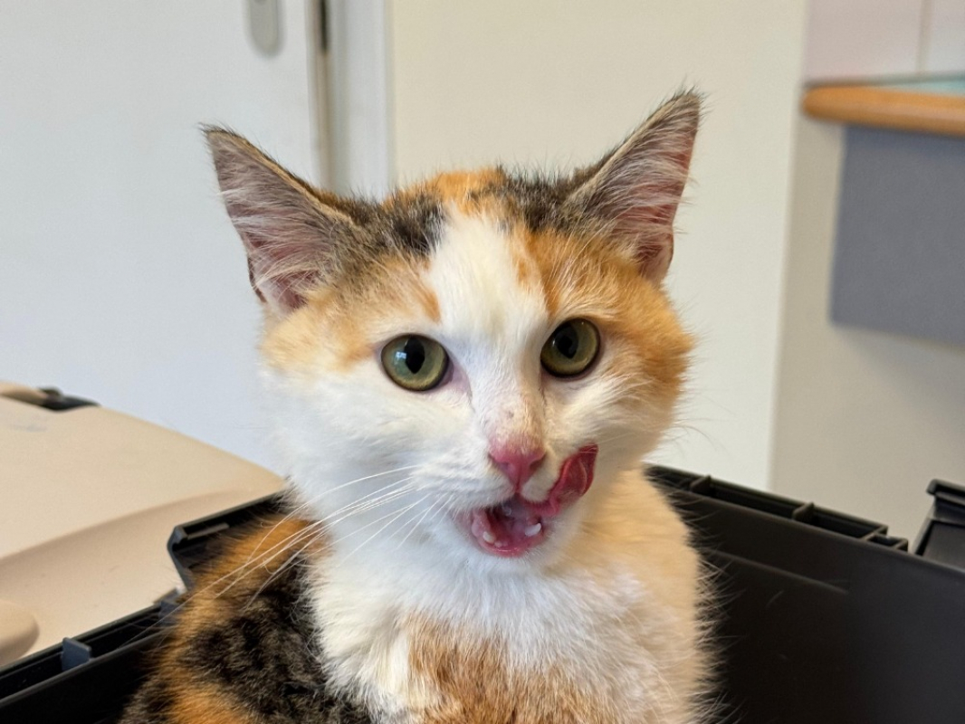 Photo #1 de Kreposucre