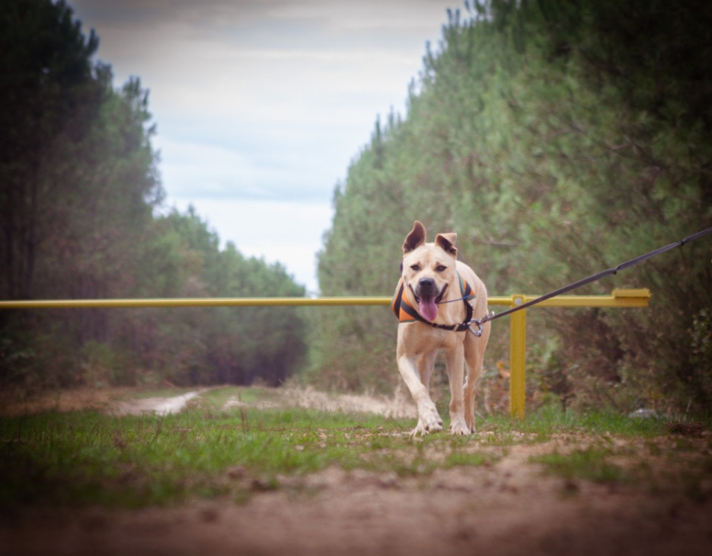 Photo #5 de Jumpy