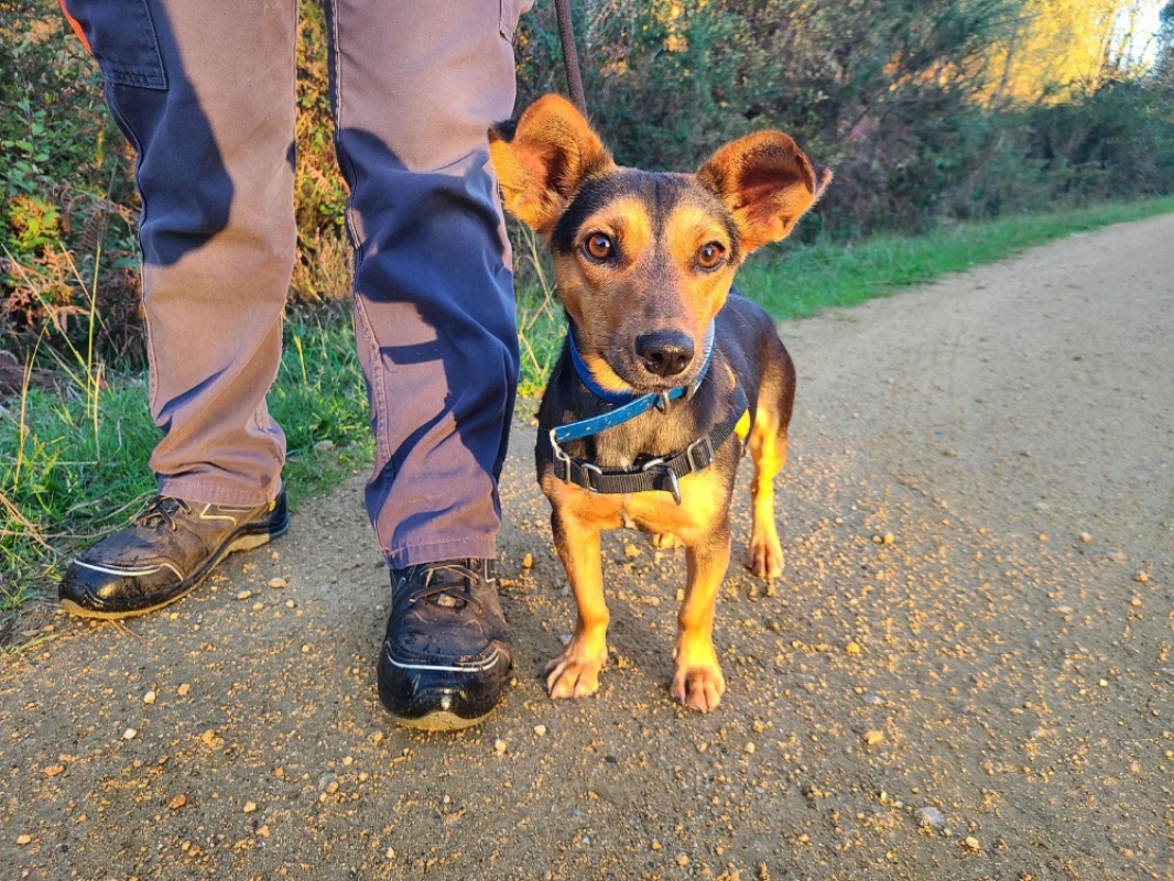 Photo #1 de Pinocchio