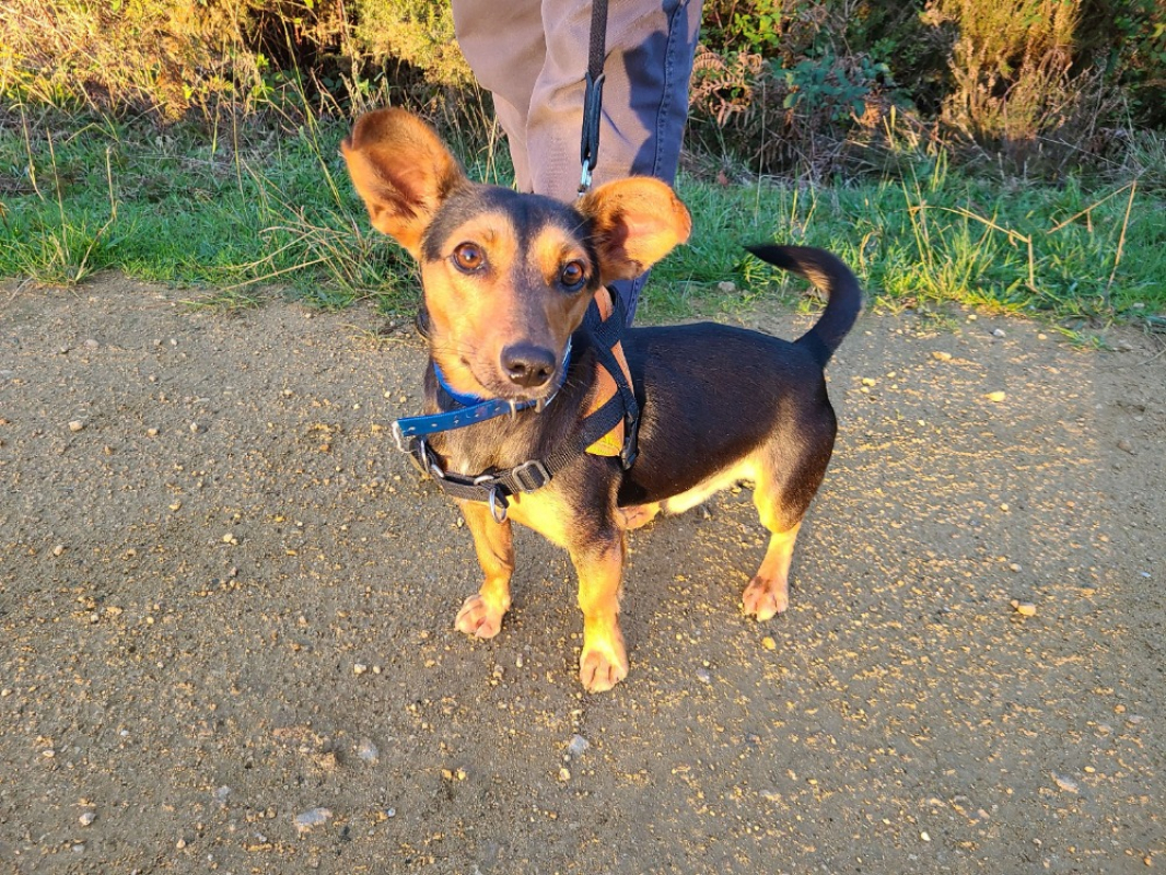 Photo #2 de Pinocchio