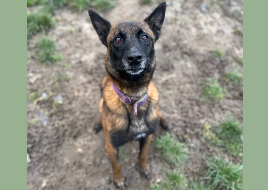 Nopatchai - Chien Berger Belge Malinois à adopter