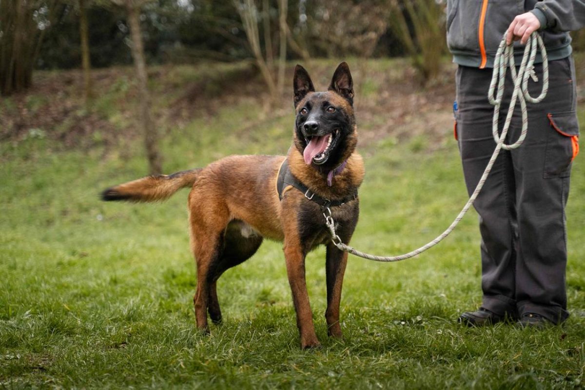 Nopatchai - Chien Berger Belge Malinois à adopter - photo 2