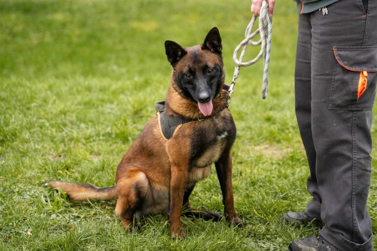 Nopatchai - Chien Berger Belge Malinois à adopter - photo 3