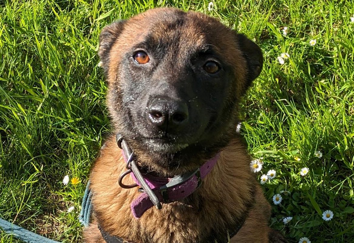 Nopatchai - Chien Berger Belge Malinois à adopter - photo 4