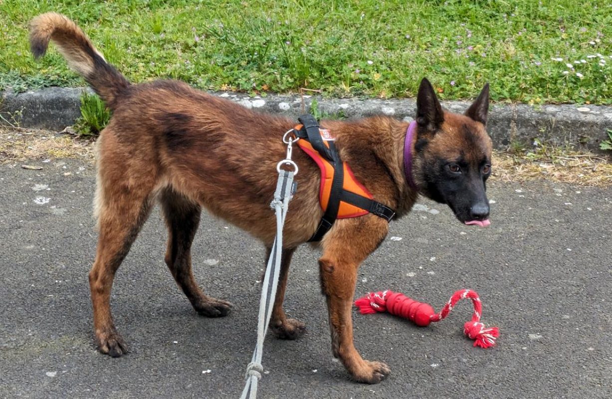 Nopatchai - Chien Berger Belge Malinois à adopter - photo 5