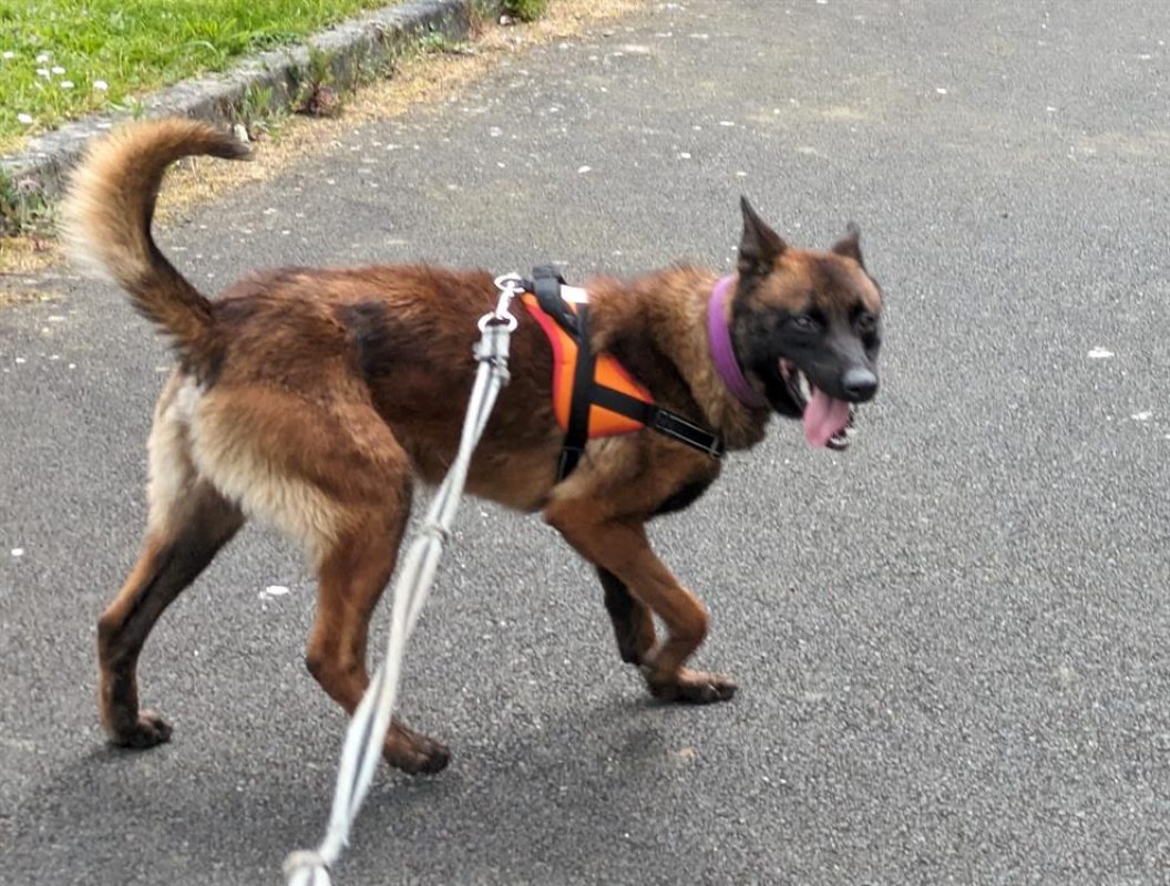 Nopatchai - Chien Berger Belge Malinois à adopter - photo 6