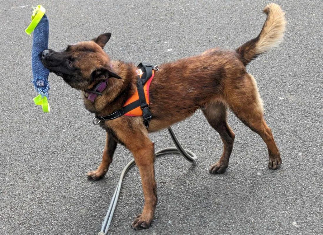 Nopatchai - Chien Berger Belge Malinois à adopter - photo 7