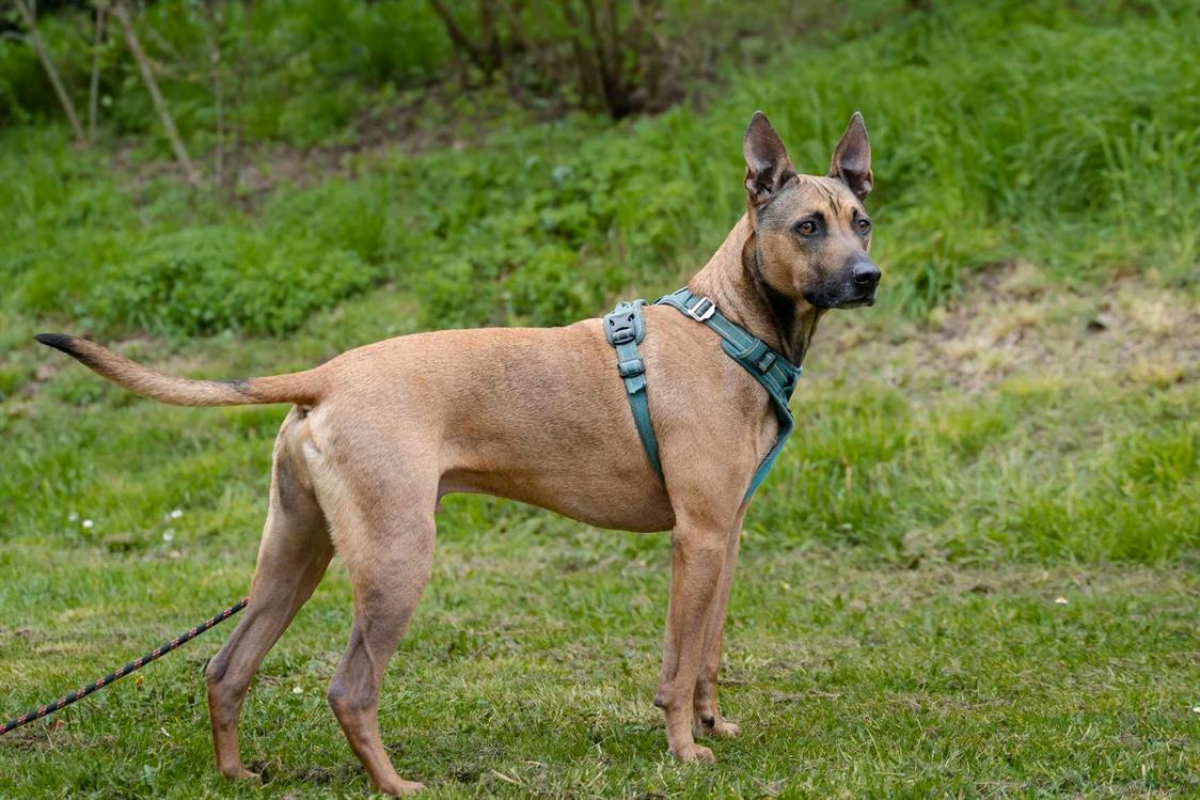 Photo #1 de Rhapsody