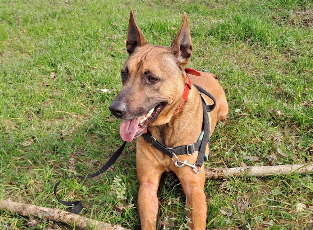 Photo #3 de Rhapsody