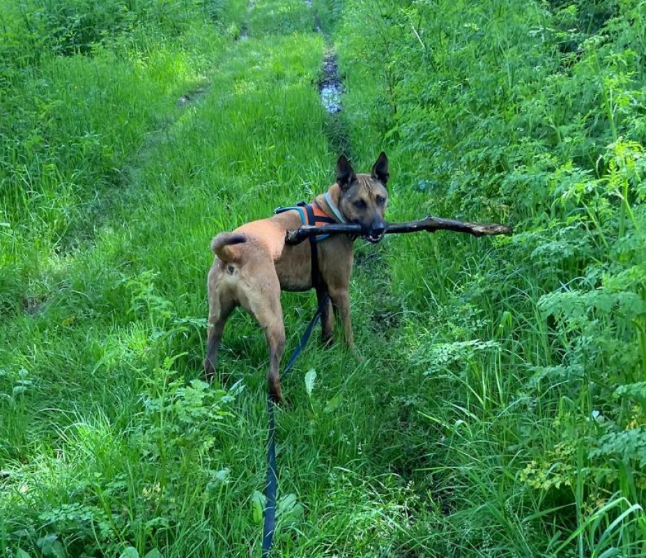 Photo #5 de Rhapsody