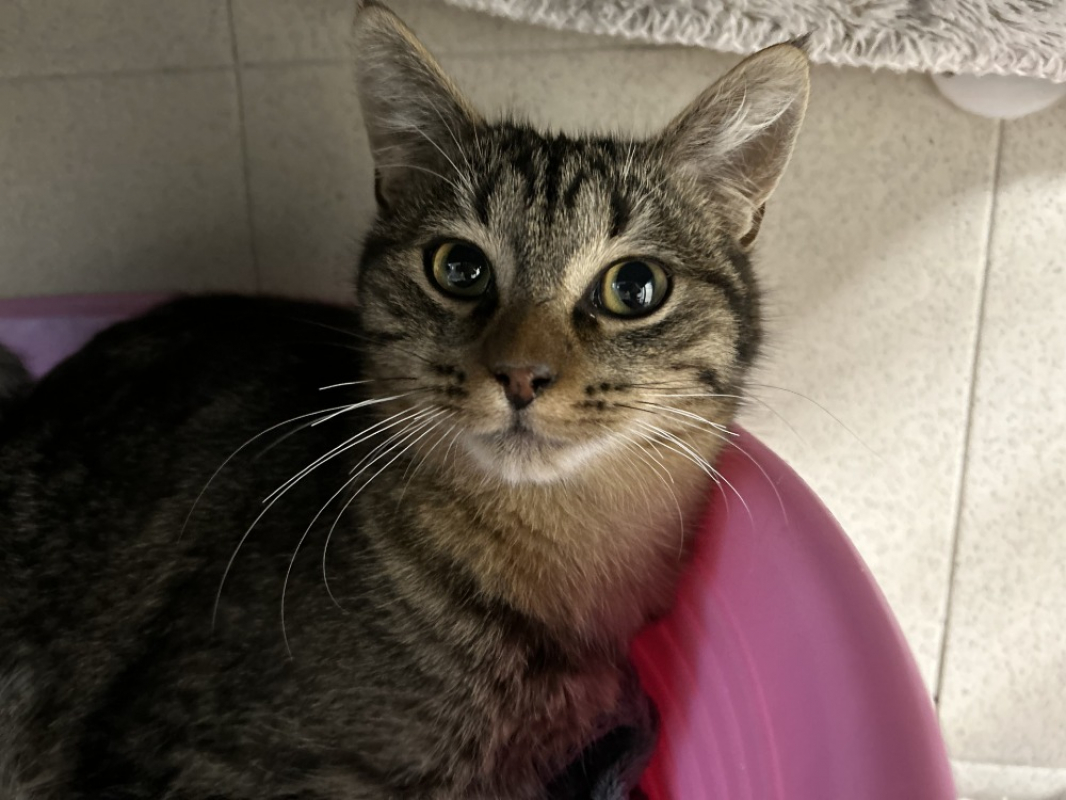 Photo #1 de Mascarpone