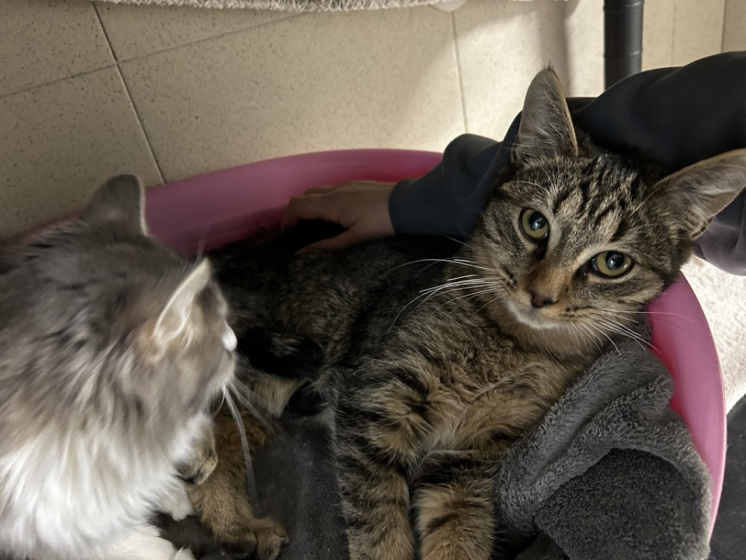 Photo #2 de Mascarpone