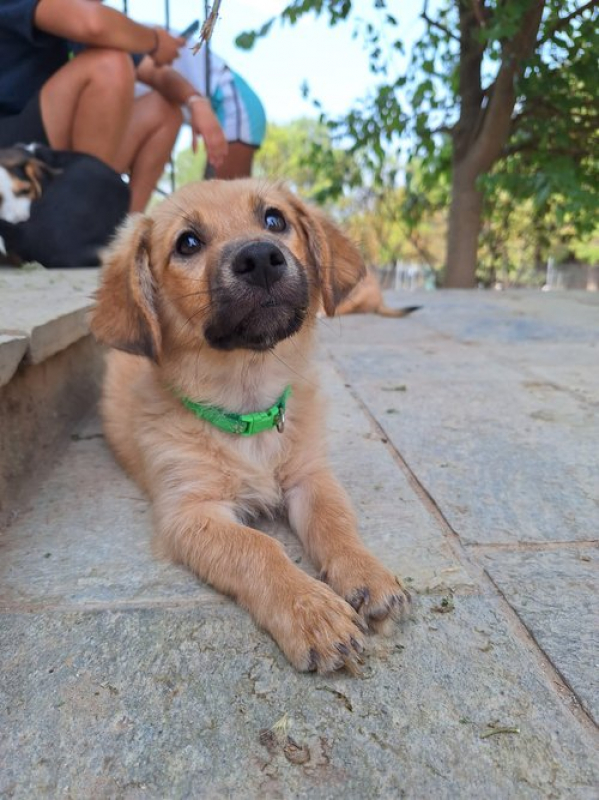Photo #4 de Cookie