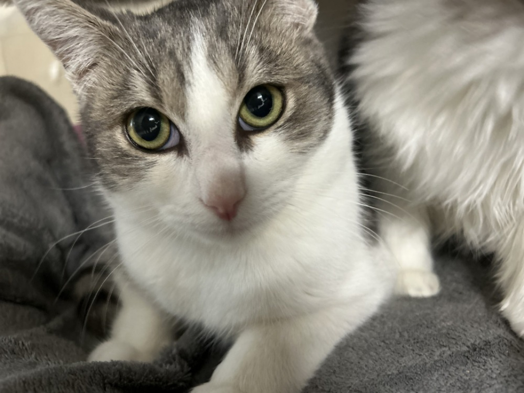 Photo #1 de Focaccia