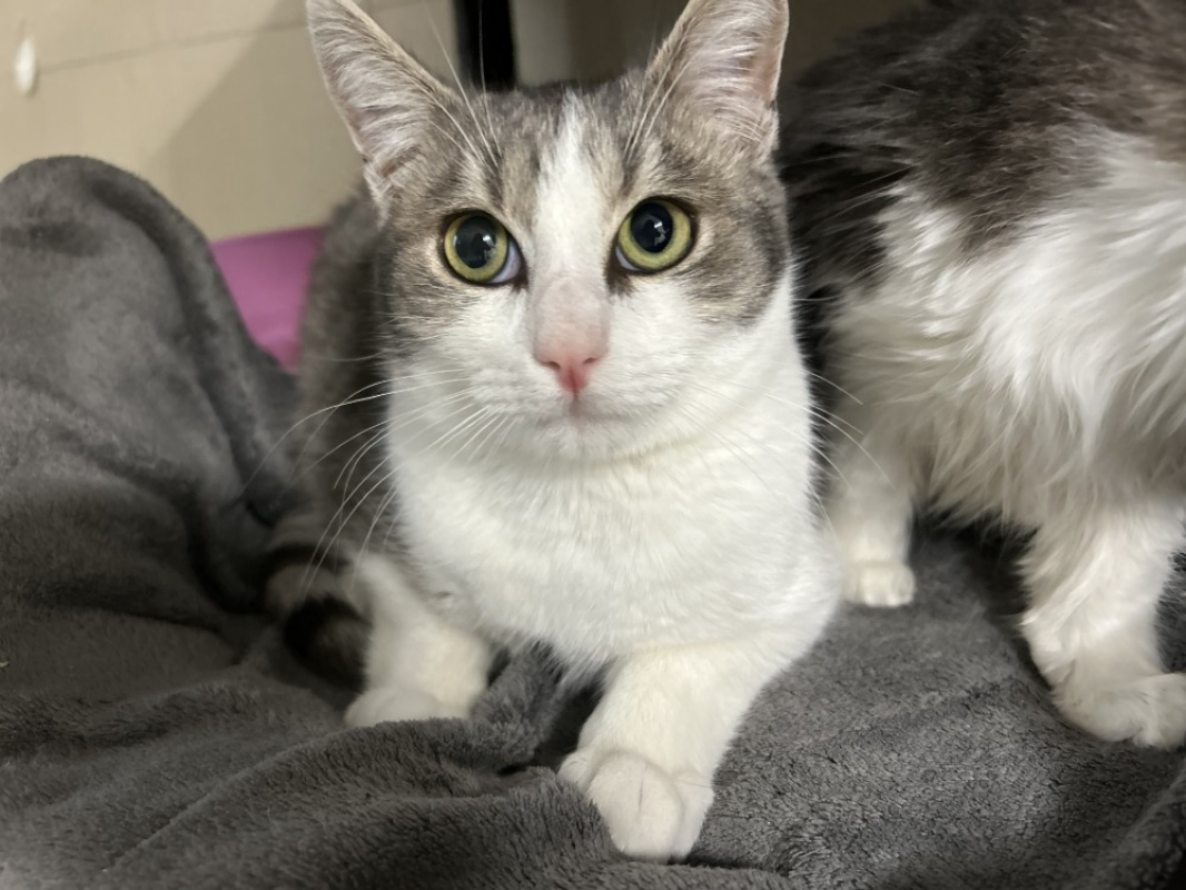 Photo #2 de Focaccia