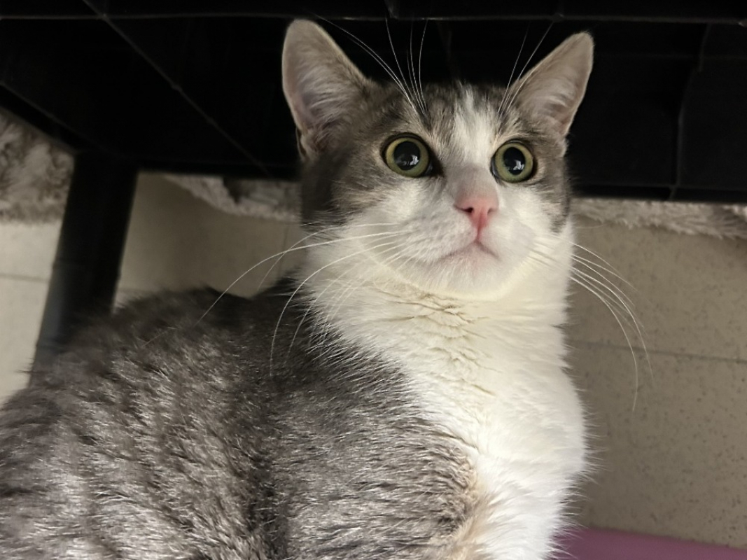 Photo #3 de Focaccia