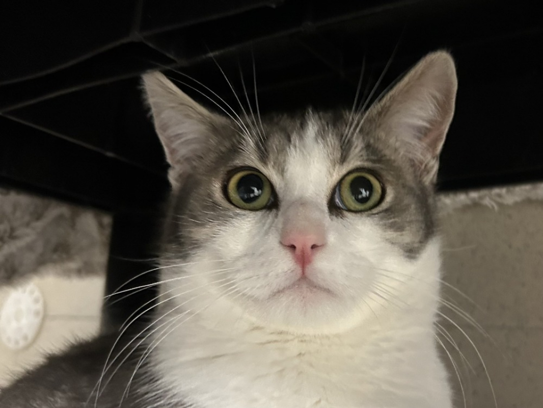 Photo #4 de Focaccia