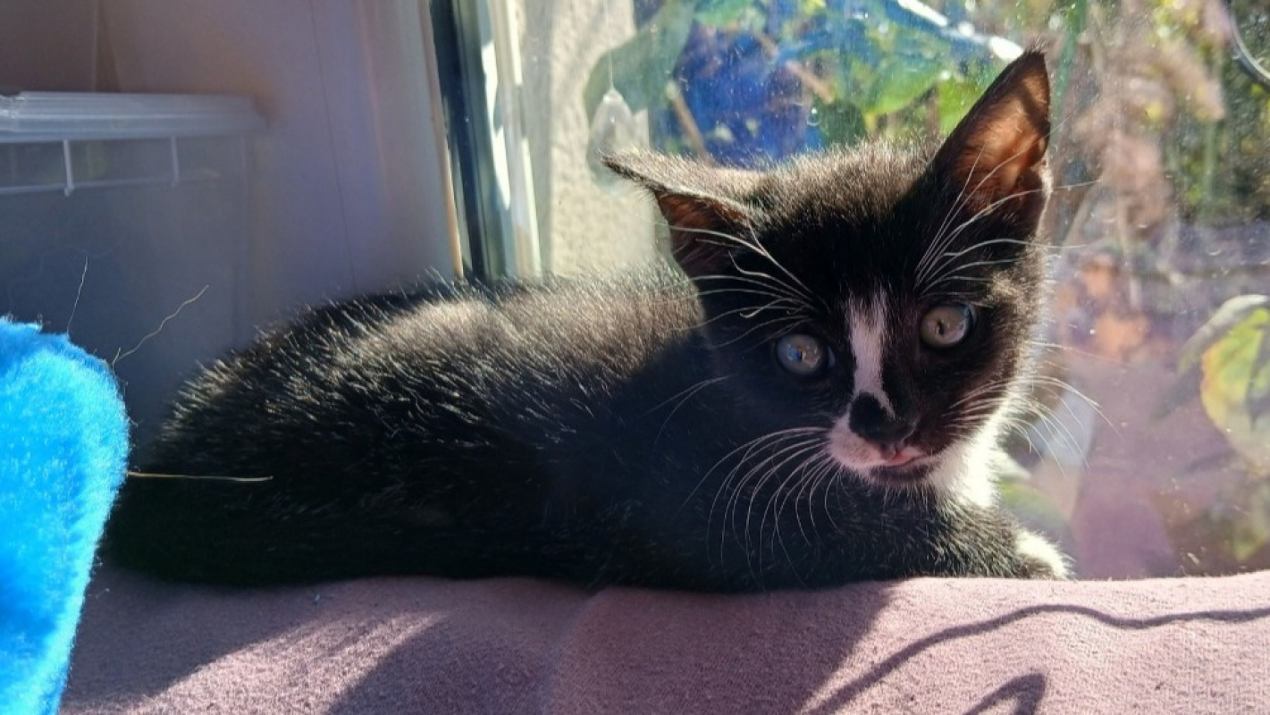 Photo #1 de P'tit loup