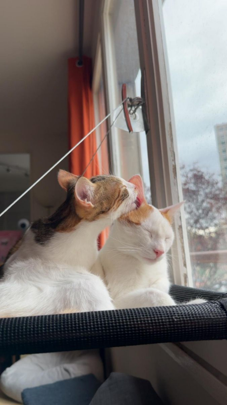 Photo #1 de Kit et Kat